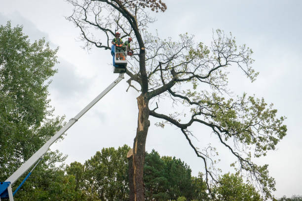 Best Hazardous Tree Removal  in Shawnee, OK