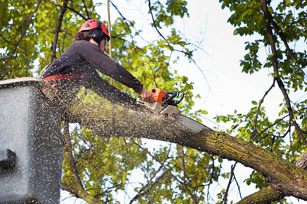 How Our Tree Care Process Works  in  Shawnee, OK